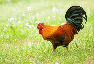 Nằm mơ thấy gà vàng cho thấy chuyện tình cảm của chủ mộng đang có bước tiến