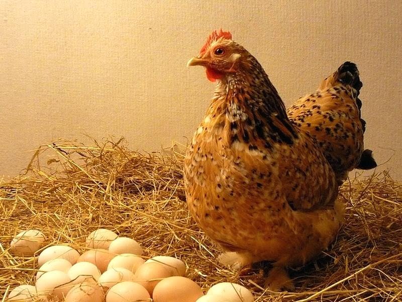 Chiêm bao thấy gà đẻ trứng đánh số mấy để trúng lô?