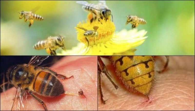 Ngủ mơ thấy ong chích sưng bàn tay muốn thông báo đến chủ mộng điều tốt lành