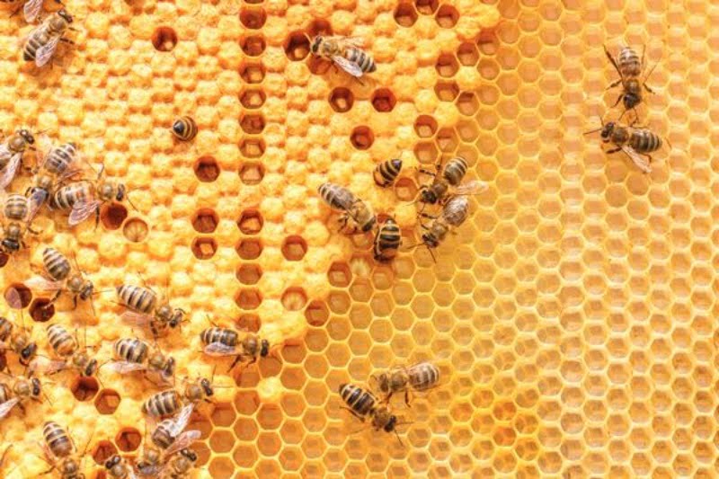 Hầu hết giấc mơ liên quan đến ong đều mang điềm báo may mắn, tốt lành
