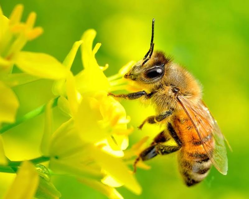 Giấc mơ thấy con ong thợ là điềm báo may mắn, tốt lành trong sự nghiệp