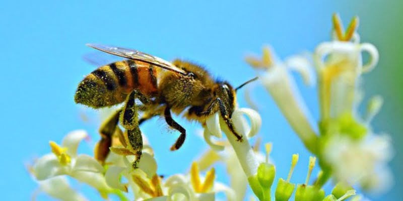 Giấc mộng thấy bắt ong cho thấy bạn đang gặp nhiều điều may mắn, suôn sẻ