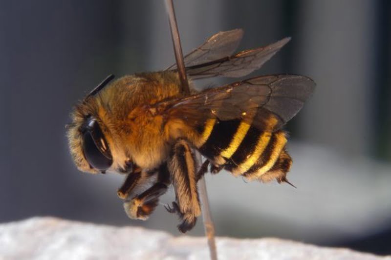 Người phụ nữ mơ thấy ong thì chứng tỏ họ đang gặp một mối nguy hiểm