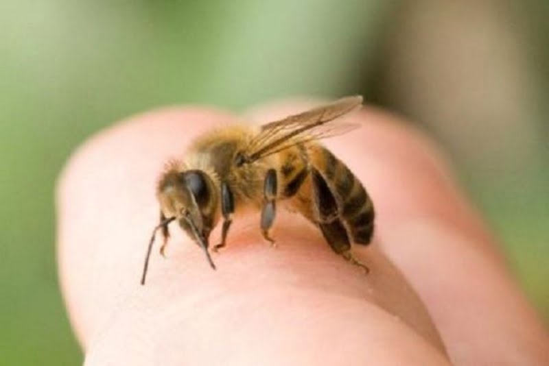 Giấc mơ thấy con ong cho thấy bạn đang được nhiều người yêu quý và ngưỡng mộ