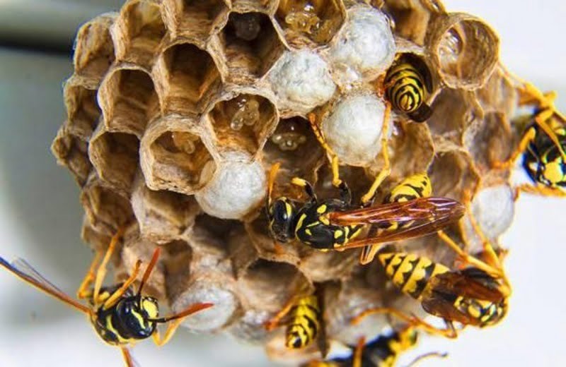Chiêm bao thấy nhiều tổ ong là hình ảnh báo hiệu gia đình bạn sắp có thêm thành viên mới