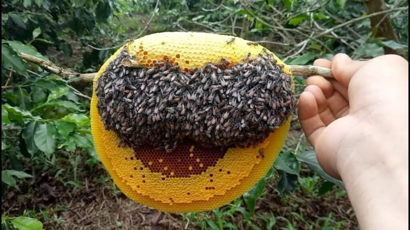 Tổ ong to khổng lồ trong giấc chiêm bao tượng trưng cho sự dồn nén về mặt tâm lý