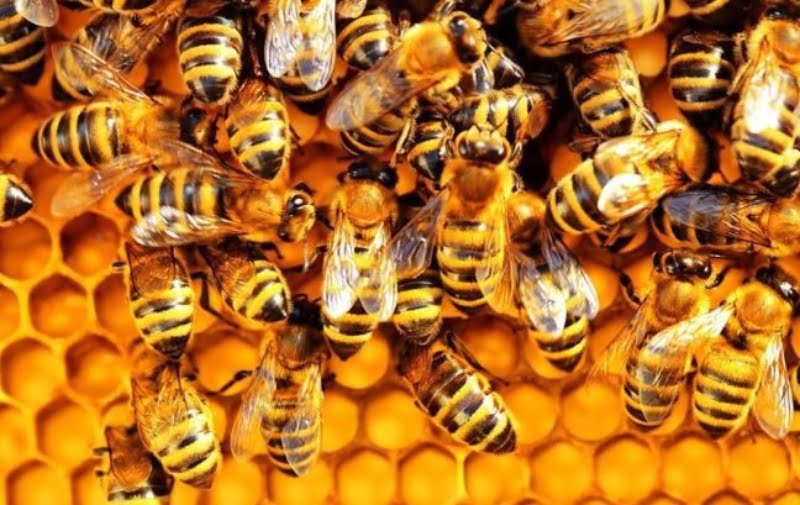 Nằm mơ thấy mật ong có điềm báo đặc biệt cho cuộc sống