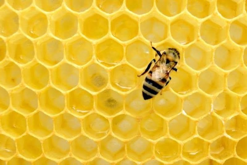 Mơ thấy mật ong có vị đắng báo hiệu điềm báo lành cho chủ mộng