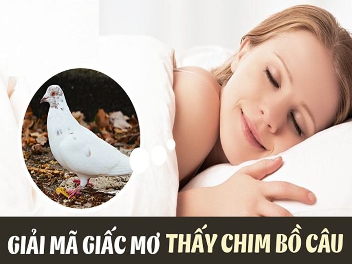 Bồ câu số mấy? Mơ thấy chim Bồ Câu đánh đề con gì?