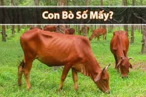 Bò số mấy? Mơ thấy Bò đánh những con đề gì chuẩn?