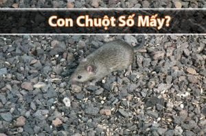 Con chuột số mấy? Mơ thấy chuột đề đánh con gì thắng lớn?