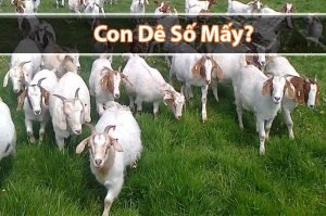Dê số mấy? Mơ thấy con Dê nên đánh đề con gì?