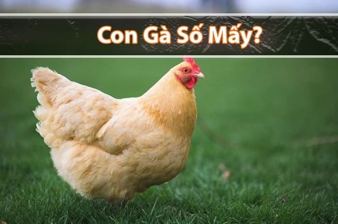 Gà số mấy? Mơ thấy Gà nên đánh đề con gì?