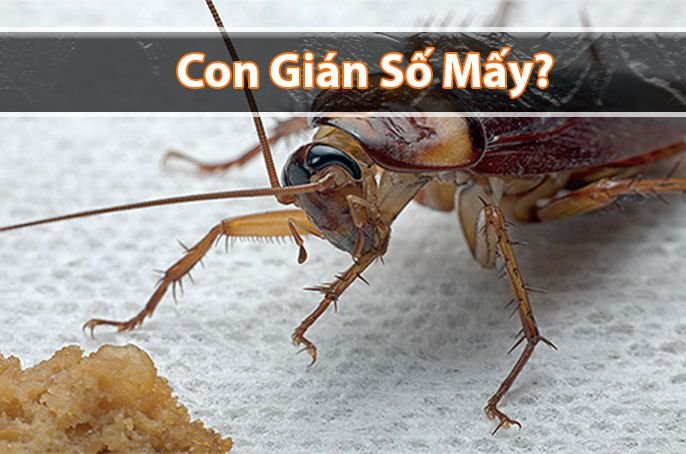 Con gián số mấy? Mơ thấy Gián đánh đề con gì chắc ăn?