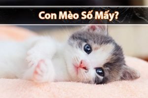 Con mèo số mấy? Mơ thấy mèo đánh đề con gì chuẩn?