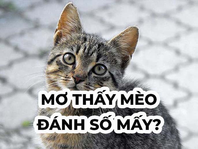 Con mèo số mấy? Mơ thấy mèo đánh đề con gì chuẩn?