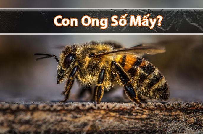 Con ong số mấy? Mơ thấy ong đánh đề con gì may mắn?