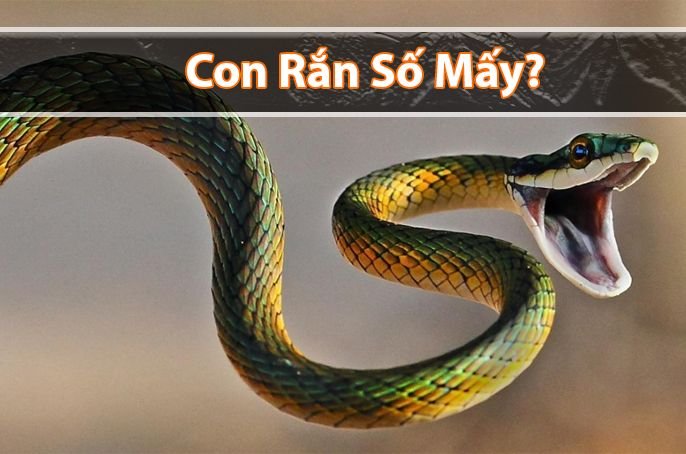 Con rắn số mấy? Mơ thấy rắn đánh đề con gì?