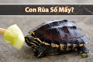 Rùa số mấy? Nằm mơ thấy con Rùa đánh con gì?
