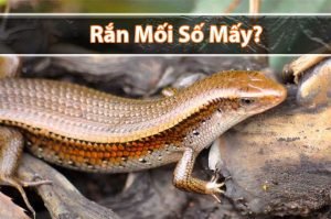 Rắn mối số mấy? Mơ thấy rắn mối đánh đề con gì?