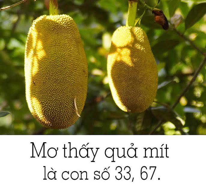 Quả mít số mấy? Mơ thấy quả mít đánh số đề con gì?