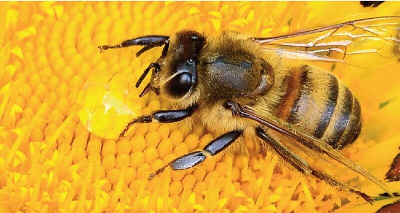 Con ong gắn liền với đề 96