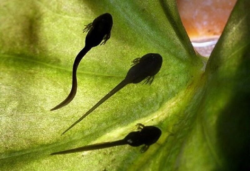 Nòng nọc là gì? Nòng nọc là gì?