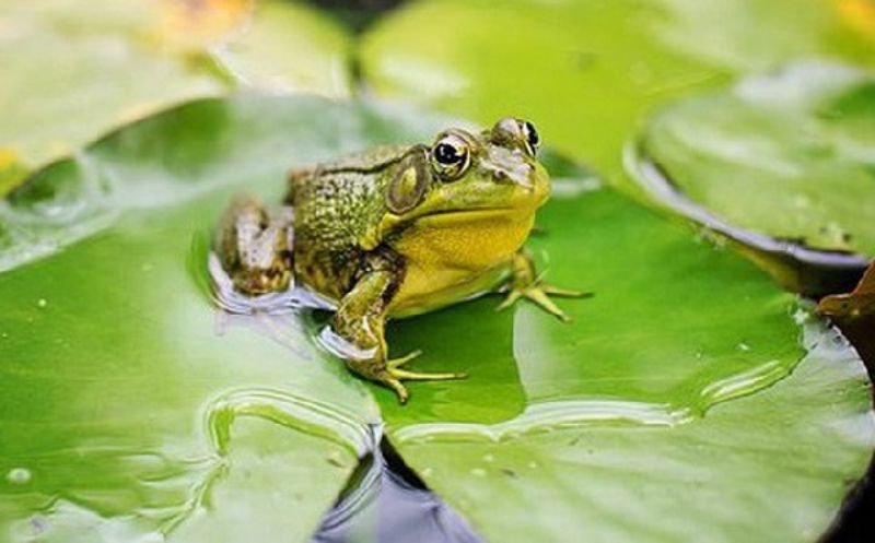 Giải mã chi tiết một số giấc mơ thấy ếch